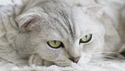 华体会-国米拨乱反正杀出血路 孔蒂用活一大将一奇兵